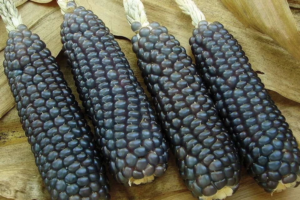 Hopi Blue Corn Seeds - Heirloom Organic Non-GMO Zea mays - Blue Kernel Corn for Cooking & Gardening