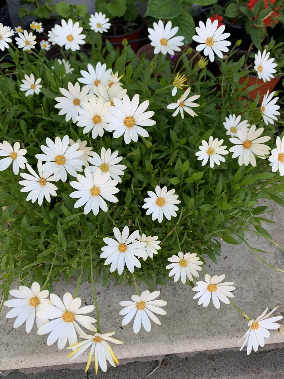 African Daisy Plant Osteospermum Cream Yellow Perennial 18x12x8 Inches