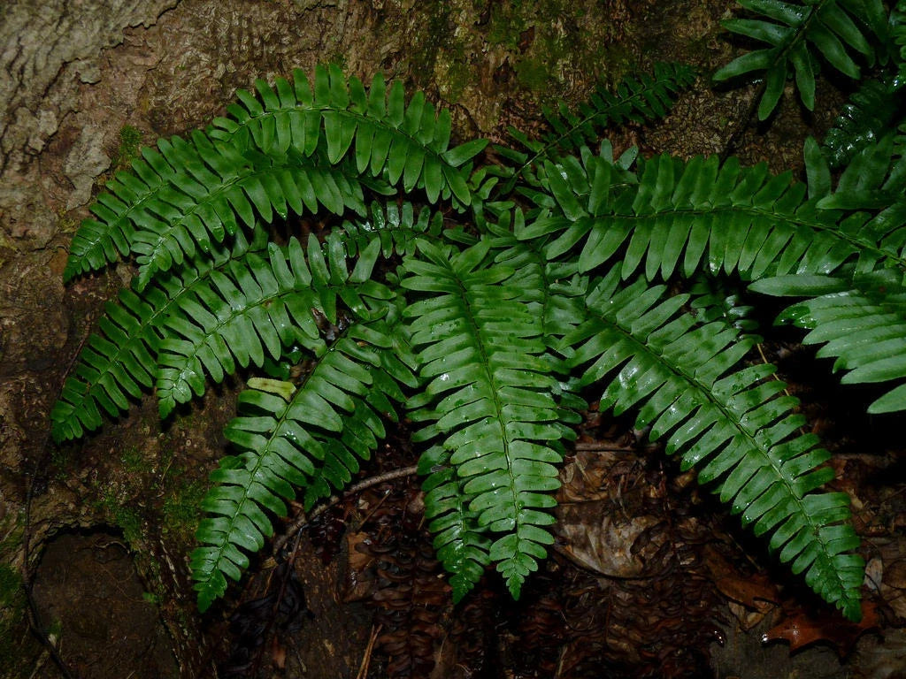 Christmas Fern Bare Root Plants (3 Pack) Polystichum acrostichoides for Shade Gardens & Landscaping
