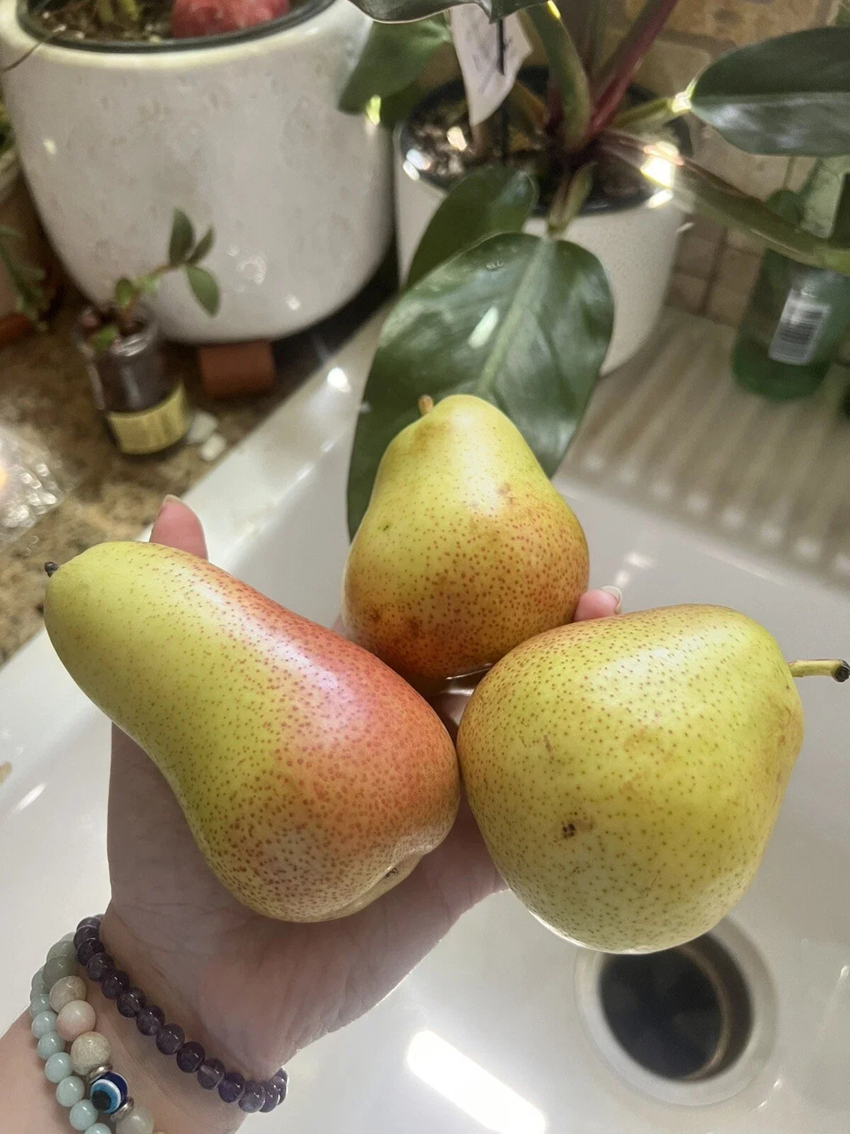 Forelle Pear Seeds - 5 Pack, Non-GMO, Edible Fruit for Smoothies, Pyrus communis, Easy to Grow Organic Gardening