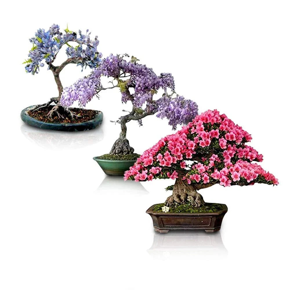 Flowering Bonsai Tree Seeds Bundle – 3 Varieties, Vibrant Flowers, Indoor & Outdoor Gardening, Compact Growth, Easy Care
