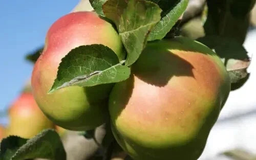 Bramley's Apple Seeds - 25+ Pack for Gardening - Malus domestica - Fruit Tree Seeds for Home Orchard