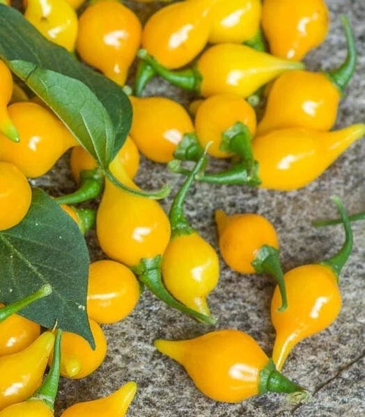 Yellow Biquinho Pepper Seeds – 15 Premium Capsicum chinense Small Yellow Sweet Peppers for Gardening & Cooking