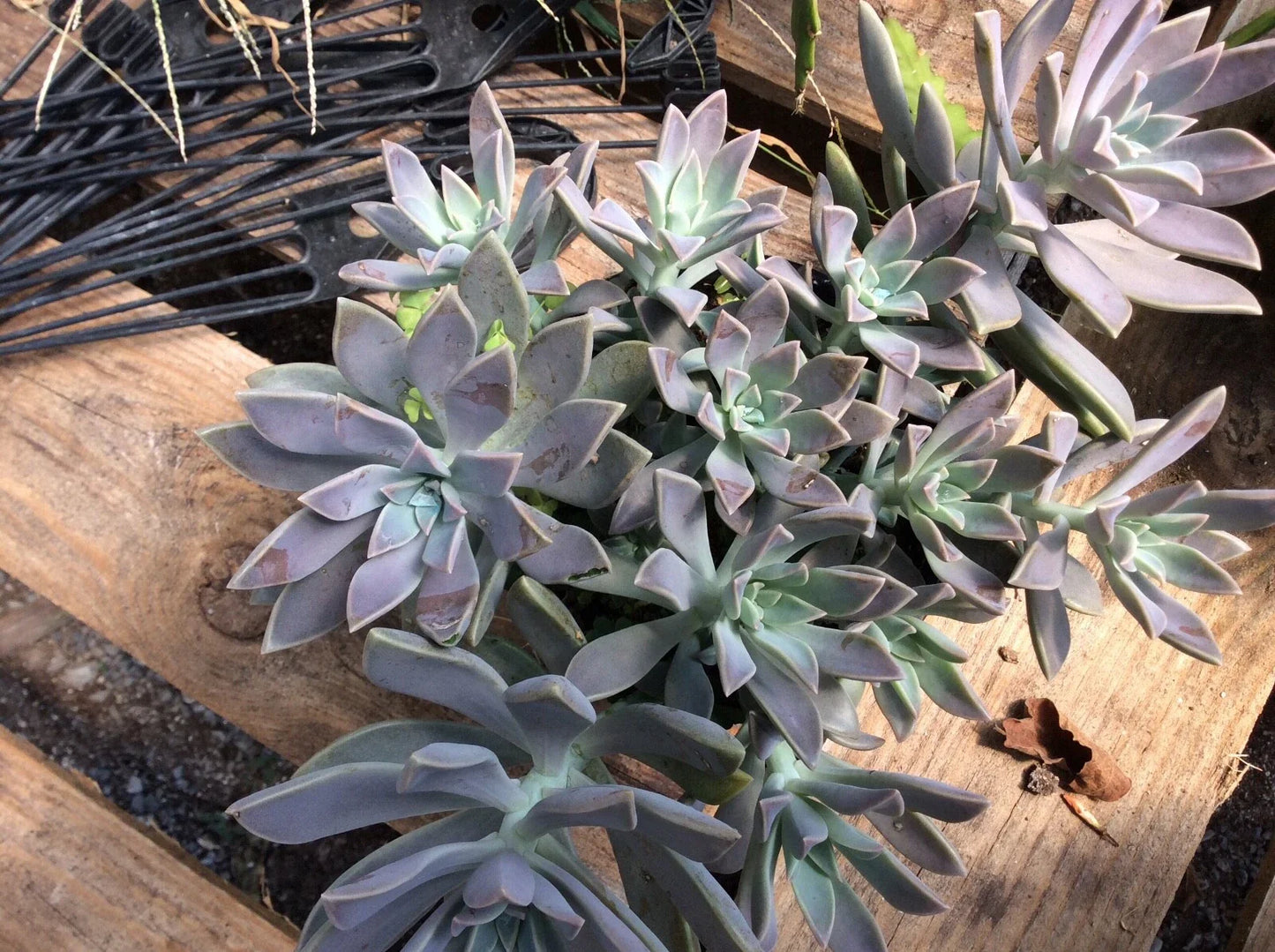Echeveria Ghost Plant Cuttings – RARE 2" to 4" Succulent Propagation – Echeveria 'Ghosty' for Indoor & Outdoor Decor