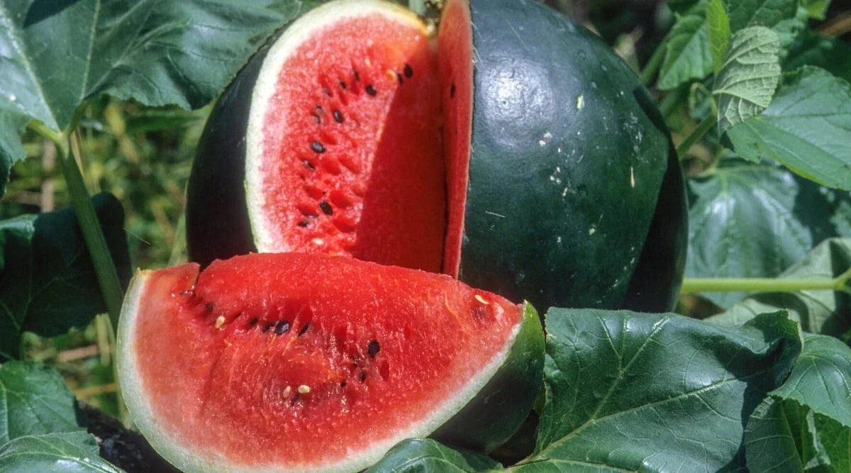 Small Shining Light Watermelon Seeds - Citrullus lanatus - Non-GMO, Heirloom, Juicy, Sweet, Backyard Garden Planting Pack