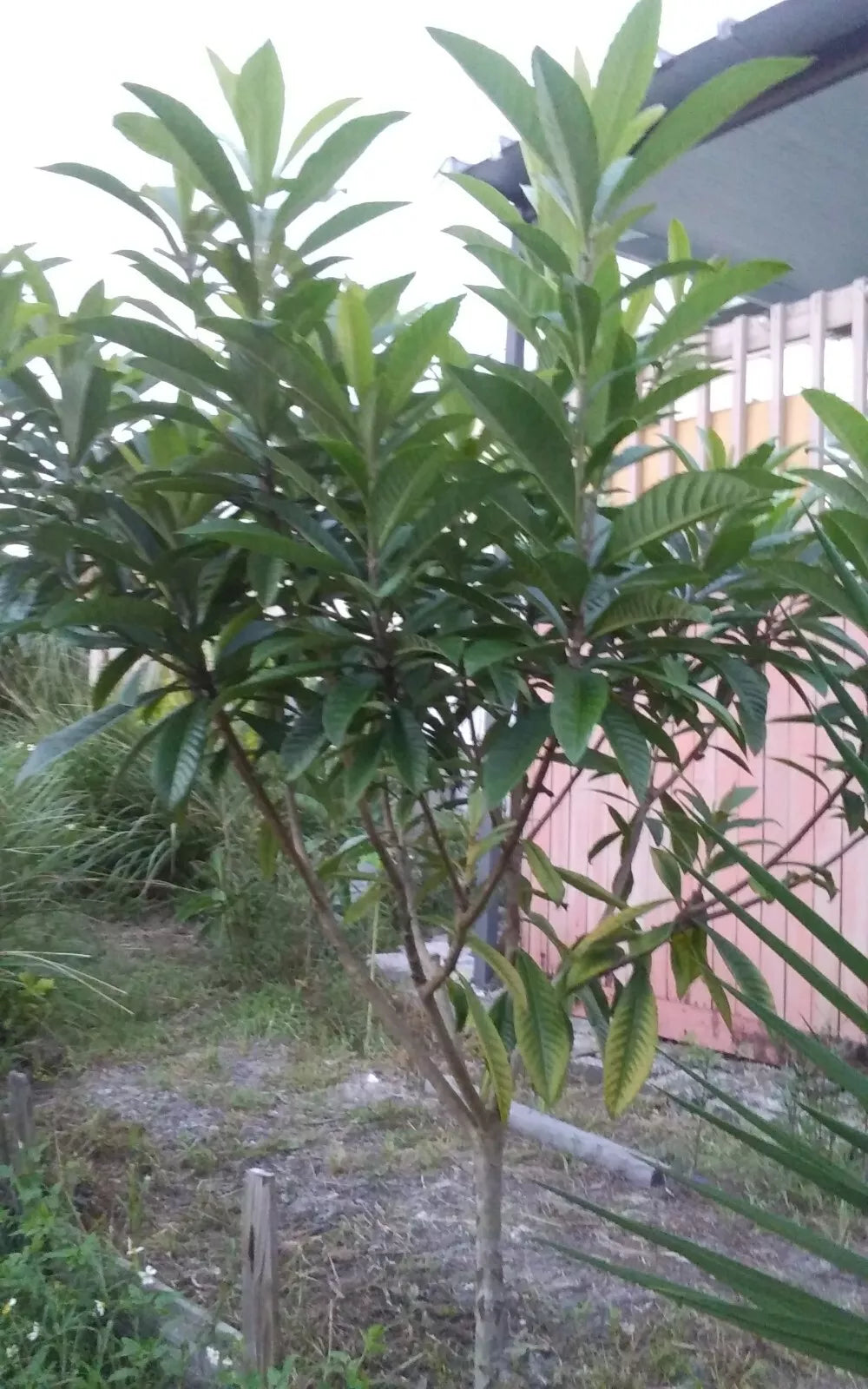 Loquat Tree Plant 4-8" Eriobotrya japonica Japanese Plum Edible Fruit Tropical Tea