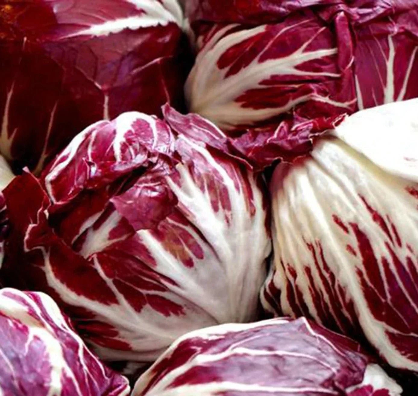 Radicchio Seeds – Palla Rosa, Cool Season Vegetable Seeds, Cichorium intybus, Gourmet Salad Greens, Non-GMO, 1000+ Seeds