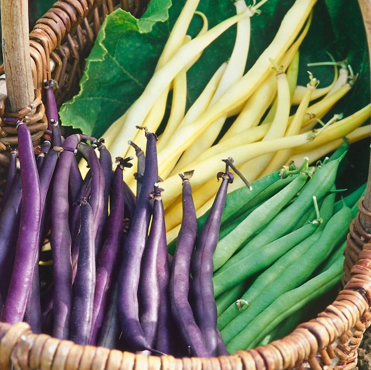 Bulk Mardi Gras Bean Seeds Mix - Tricolor Purple, Yellow, Green Phaseolus vulgaris Gardening Seeds