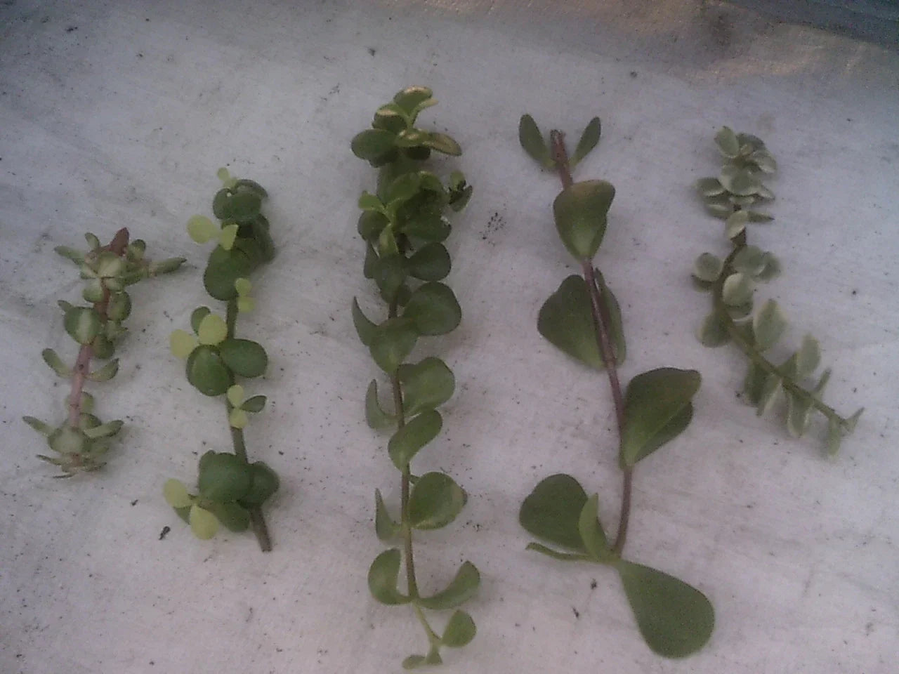 Portulacaria Cuttings Collection - 9 Varieties of Succulent Plant Cuttings for Indoor and Outdoor Gardening