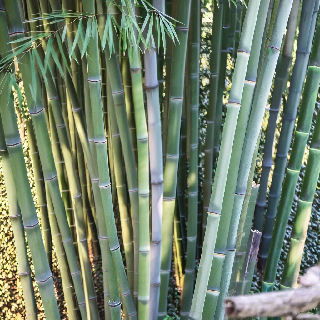 50 Bamboo Seeds for Privacy Screen - Angel Mist Bambusa multiplex Clumping Garden Plant Pack