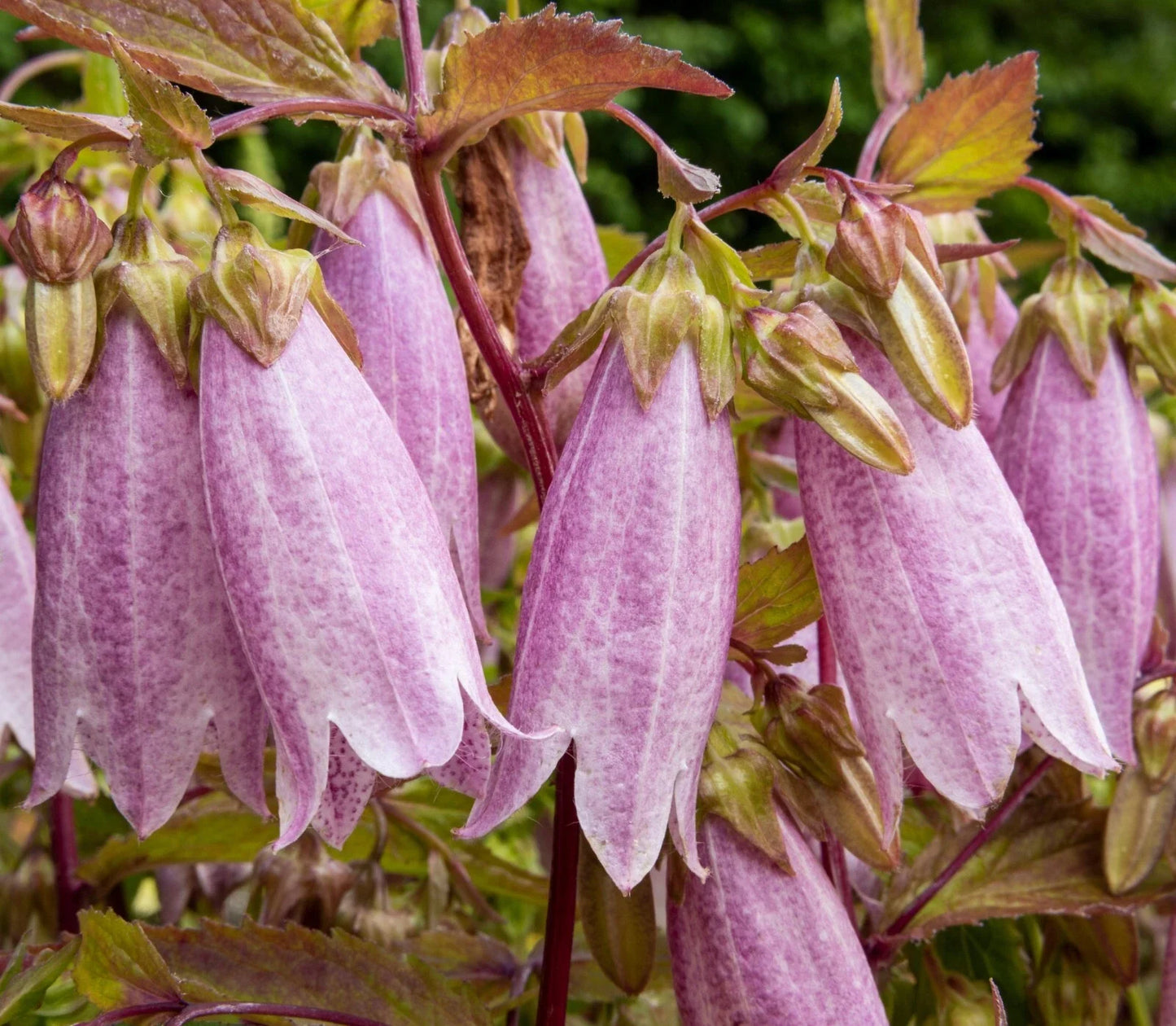 Spotted Bellflower Seeds 150 Pack Pink White Purple Mix Campanula takesimana-punctata for Borders & Containers