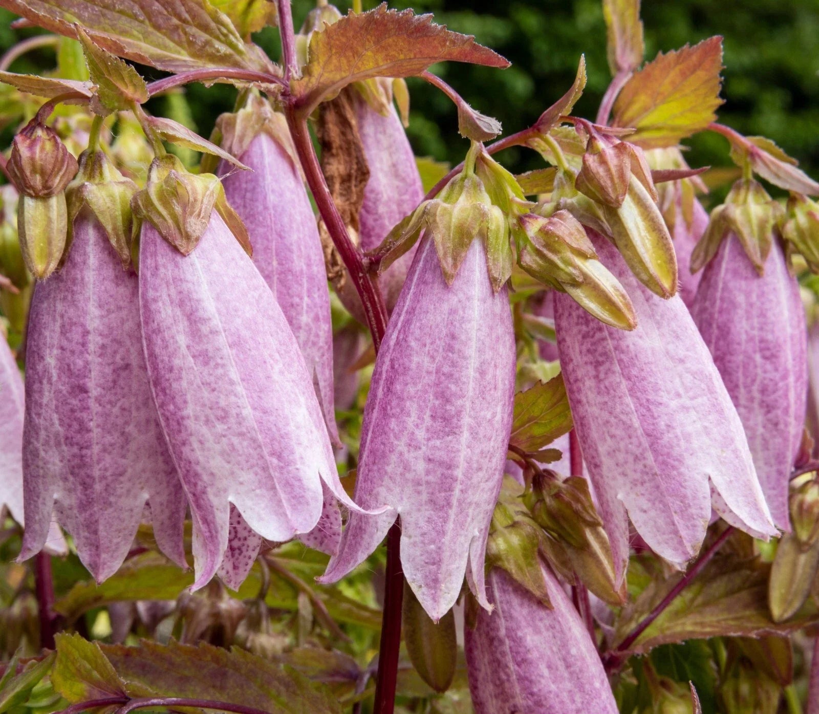 Spotted Bellflower Seeds 150 Pack Pink White Purple Mix Campanula takesimana-punctata for Borders & Containers