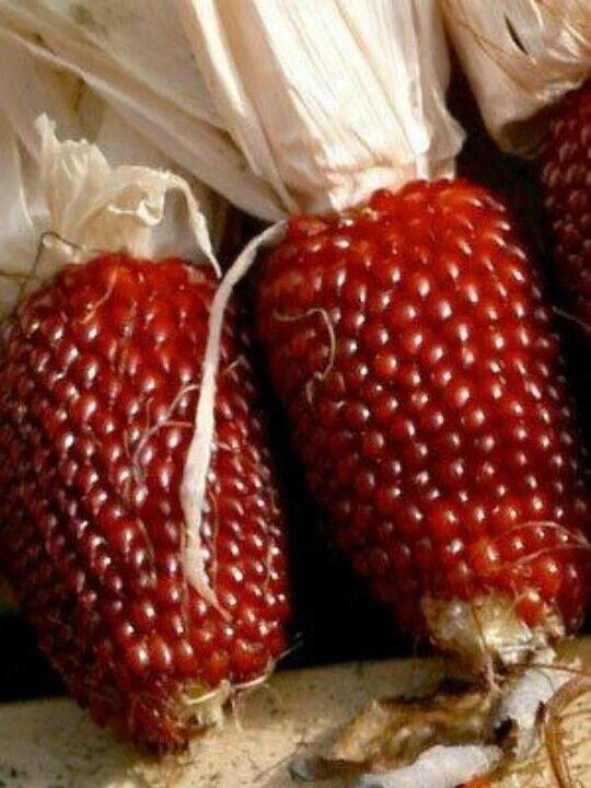 Red Strawberry Popcorn Seeds – Non-GMO Heirloom Zea mays everta for Home Gardening, Popping & Snacking, Free Shipping