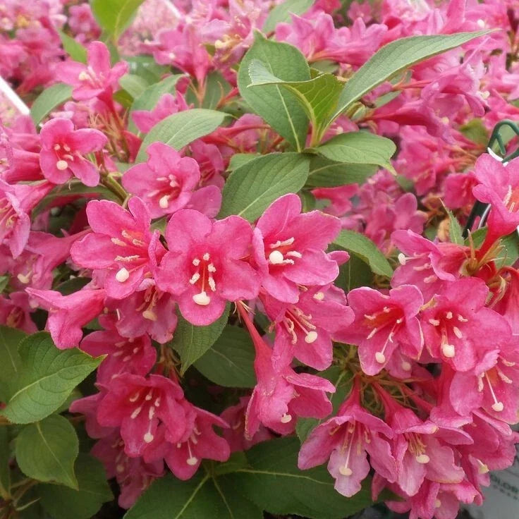 Pink Weigela Shrub in Pot - Flowering Deciduous Plant with Fragrant Pink Blooms - Weigela florida 'Pink'