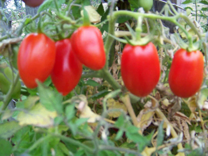 Roma Tomato Seeds - 150 Seeds Pack - Solanum lycopersicum - Non-GMO