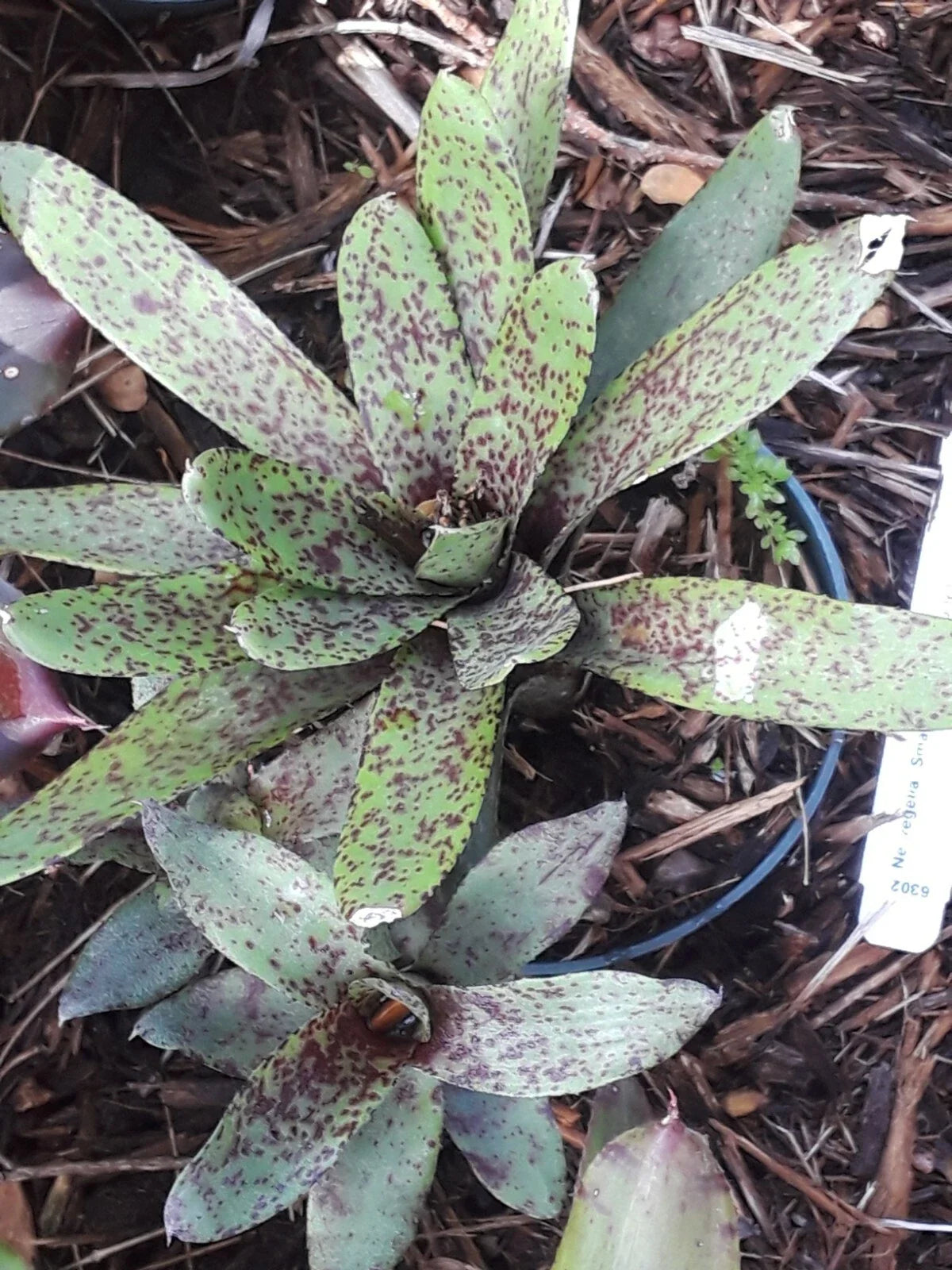 Neoregelia Bromeliad Plant - Mini Small Fry Tropical Indoor Houseplant - Colorful Foliage, Easy Care, Compact, Neoregelia spp.