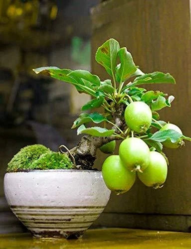 Guava Fruit Bonsai Tree Seeds - 50 Pack - Tropical Psidium guajava Exotic Fruit Seeds