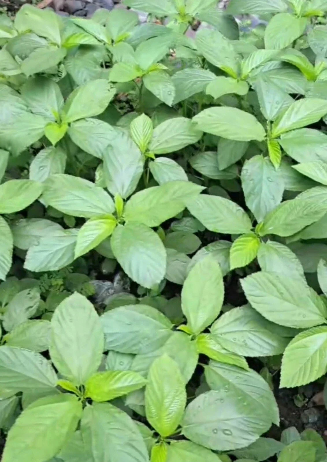 Egyptian Spinach Seeds - 200+ Saluyot, Jute Molokhia Corchorus olitorius Non-GMO, Easy to Grow, Nutritious Leafy Green, Bonus Green Eggplant Seeds