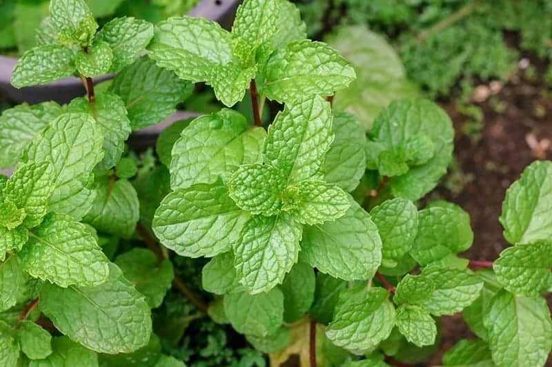 Upright Peppermint Plant - Organic Culinary & Medicinal Herb Mentha