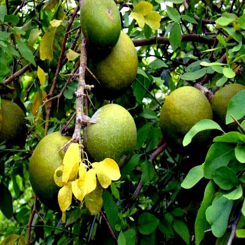 Bael Fruit Tree Seeds - Aegle marmelos, Bengal Quince, Exotic Fruit Tree, Rare Seeds for Home Garden, 10 Pack