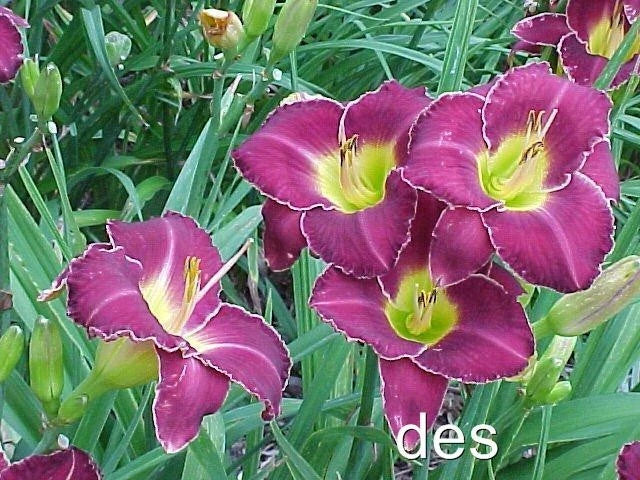 Daylilies 2 Pack - Thunder and Lightning Purple with White Edge - Hemerocallis spp. Perennial Plants for Garden Beds