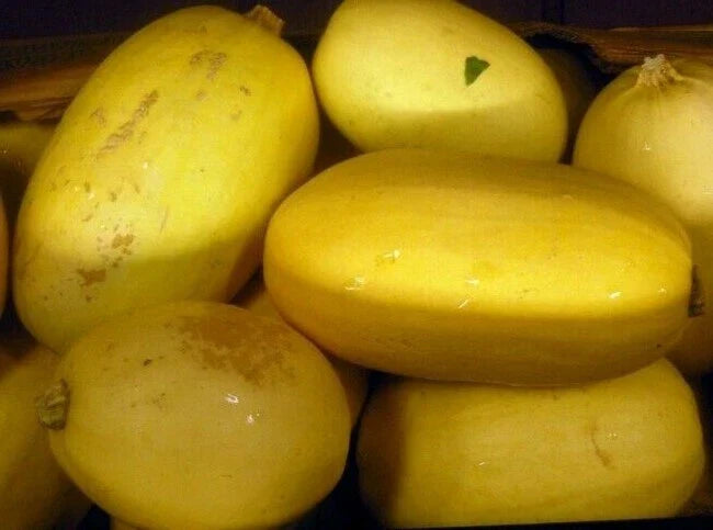 Spaghetti Squash Seeds 20 Ct Heirloom Winter Vegetable Garden Cucurbita pepo - USA Grown