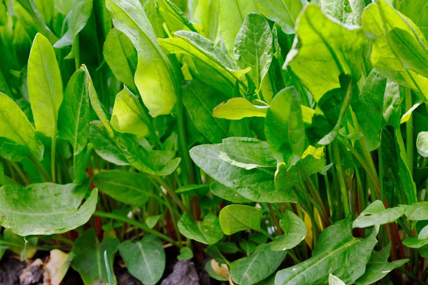 Large Leaf Sorrel Seeds Heirloom NON-GMO Rumex acetosa Various Sizes Free Shipping