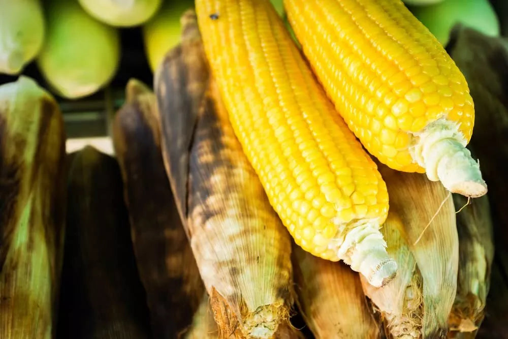 Sweet Corn Seeds - Bantam Gold Variety - Roastin Ears - Zea mays for Garden Planting