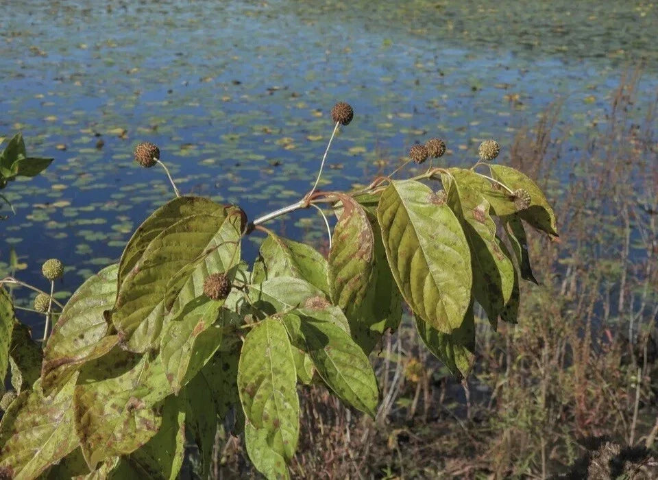 Buttonbush Seeds - 200+ Non-GMO Cephalanthus occidentalis for Wetland Gardens and Wildlife Attracting