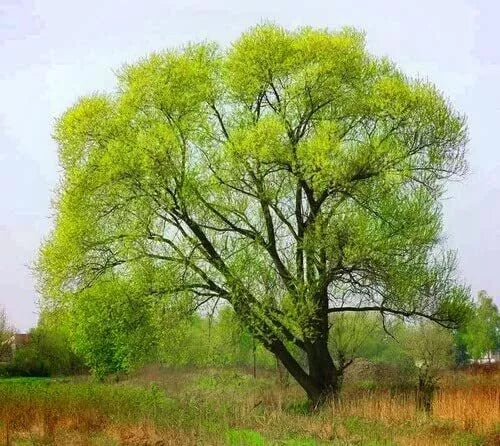 Black Willow Tree Cuttings - Fast-Growing Shade & Privacy Trees - Salix nigra