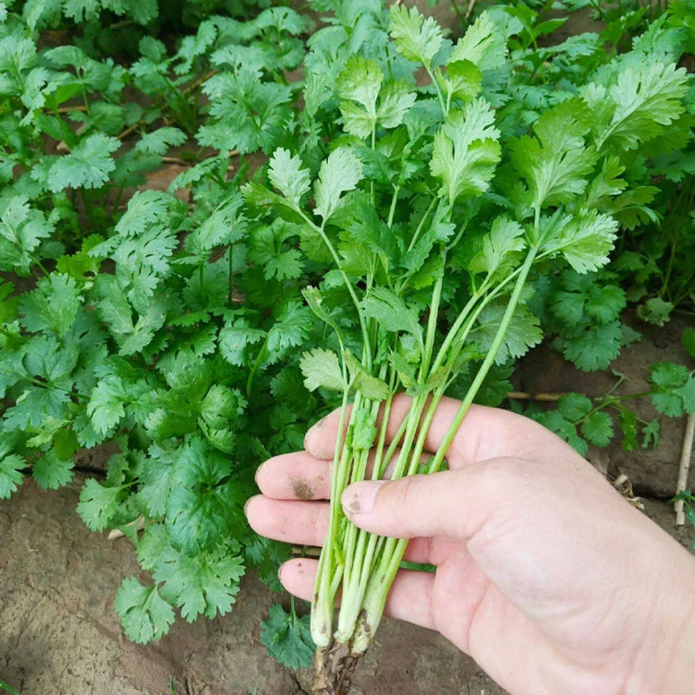 Cilantro Seeds – Non-GMO Annual Herb Pack for Culinary Use, Coriandrum sativum, Direct Sow, Frost Tolerant
