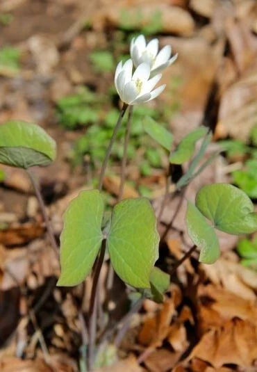 Twinleaf Bare Roots Jeffersonia diphylla Native Perennial for Shade Gardens, Woodland Plant, Spring White Flowers