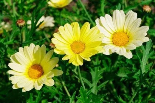 Painted Daisy Seeds Packet - Sunshine Yellow - 100 Count - Bellis perennis - Bright, Pollinator-Friendly Flowers