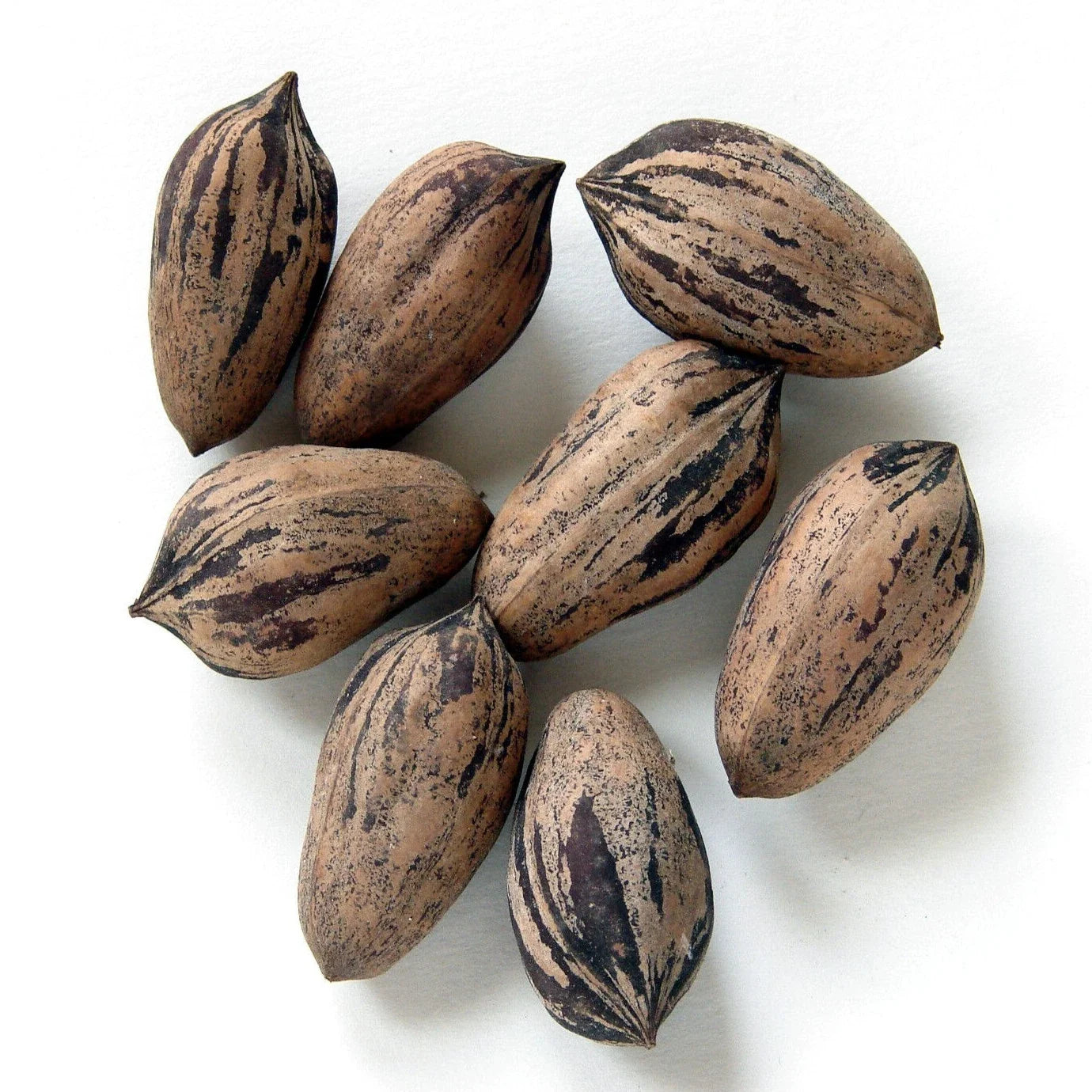 Northern Sweet Pecan Tree Seeds – Edible Nuts, Hardy Zone 5, Carya illinoinensis, Deciduous Tree, 5 Seeds Pack