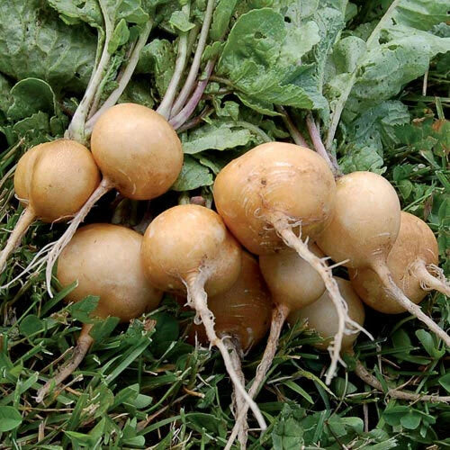 Golden Helios Radish Seeds - Non-GMO Rare Heirloom Variety, Full Sun, Crisp, Raphanus sativus