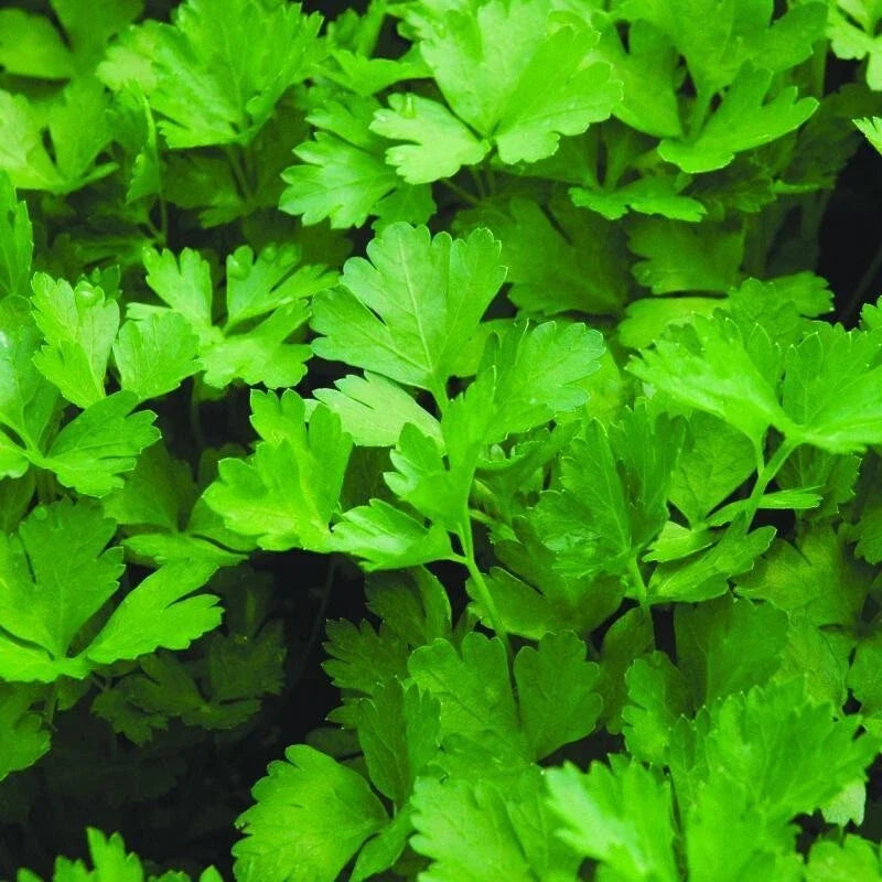 Parsley Seeds - Organic Non-GMO Herb Seeds for Culinary & Medicinal Use - Petroselinum crispum