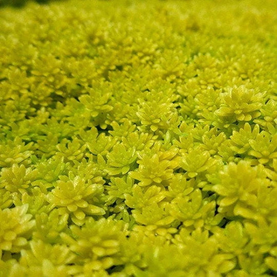 Carpet Sedum Acre 'Gold Moss' | Drought-Tolerant Creeping Ground Cover | Tokyo Sun Stone Crop
