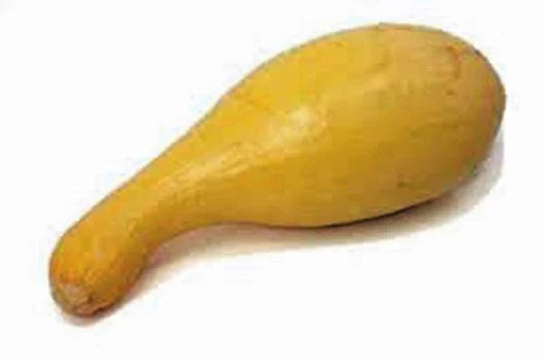 Golden Crookneck Squash Seeds – Heirloom Non-GMO Cucurbita pepo, 100 Seeds, Bush-Type, Bright Yellow, Edible Vegetable Seeds