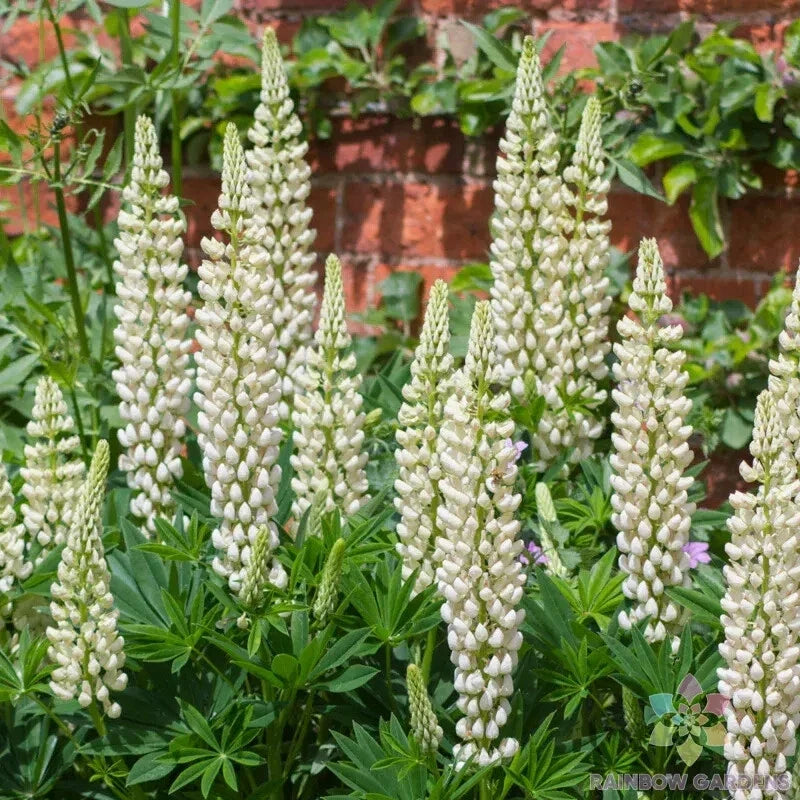 Noble Maiden Lupine Seeds – Perennial Garden Planting Pack – Lupinus polyphyllus – Vibrant Colorful Flowers, USA Grown, Free Shipping