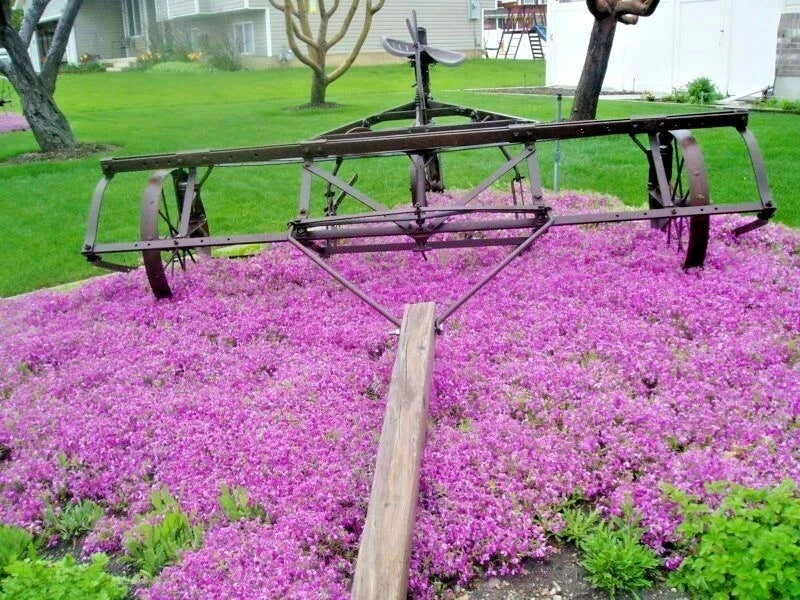 Purple Rockcress Flower Seeds - Drought Tolerant Groundcover for Containers & Gardens - Aubrieta deltoidea, 501+ Seeds