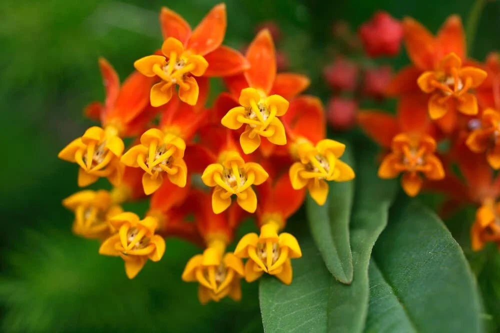 Tropical Milkweed Seeds - 250 Count - Butterfly Food & Host Plant for Monarchs - Asclepias curassavica