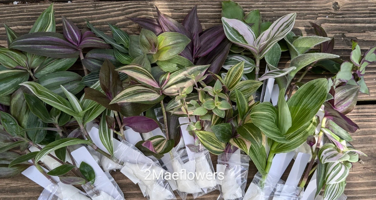 Tradescantia Cuttings - 20 Vibrant Color Variety - Easy Propagation Houseplants - Tradescantia spp.