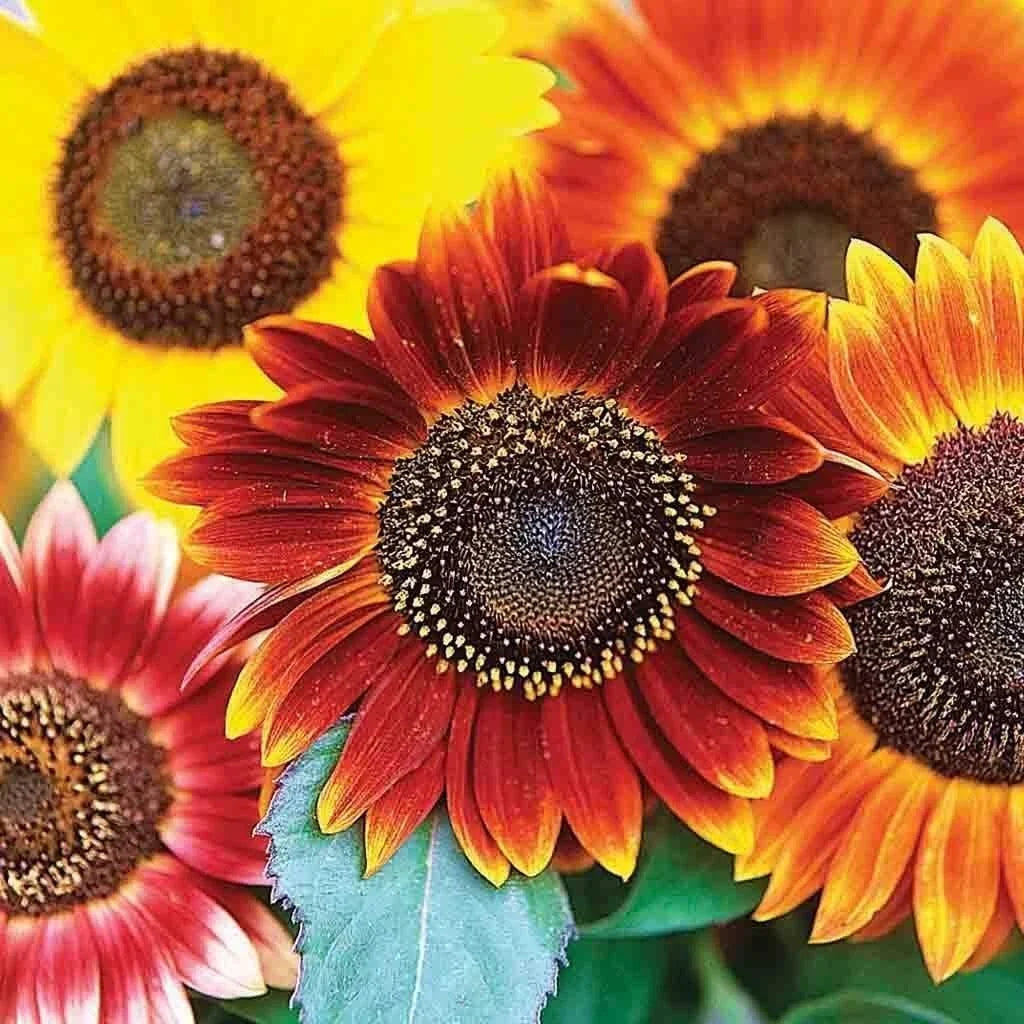 Sunflower Seeds for Planting | Evening Sunset Blend | Orange & Yellow Flowers | Helianthus annuus | 25+ Seeds