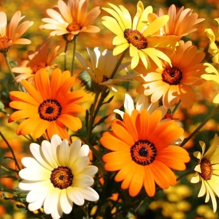African Mix Daisy Seeds - Cape Marigold Variety for Garden, 50 Seeds, Arctotis spp., Vibrant Yellow, Orange & White Blooms