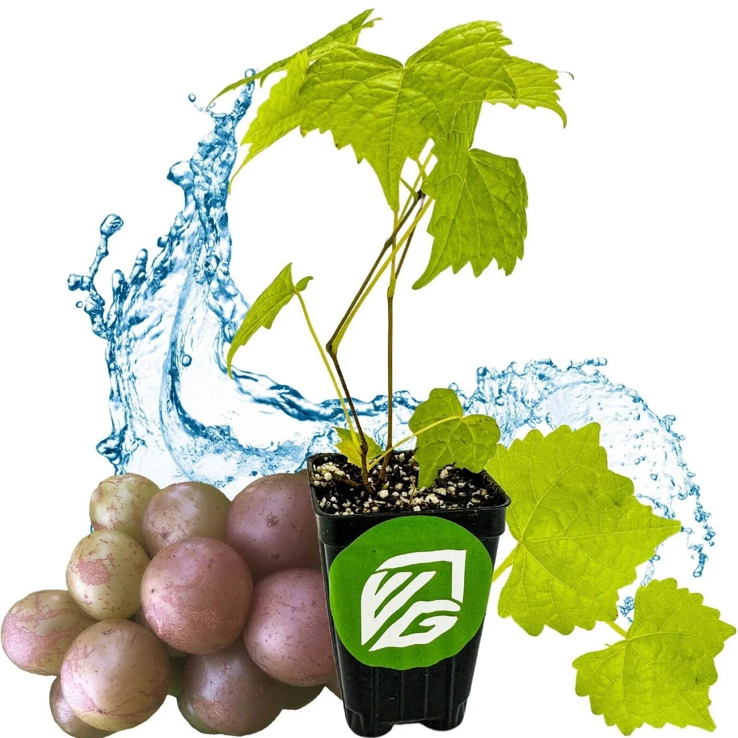 Muscadine Grape Vine - Carlos Variety - Vitis rotundifolia - Premium Climbing Plant for Home Garden and Vineyard