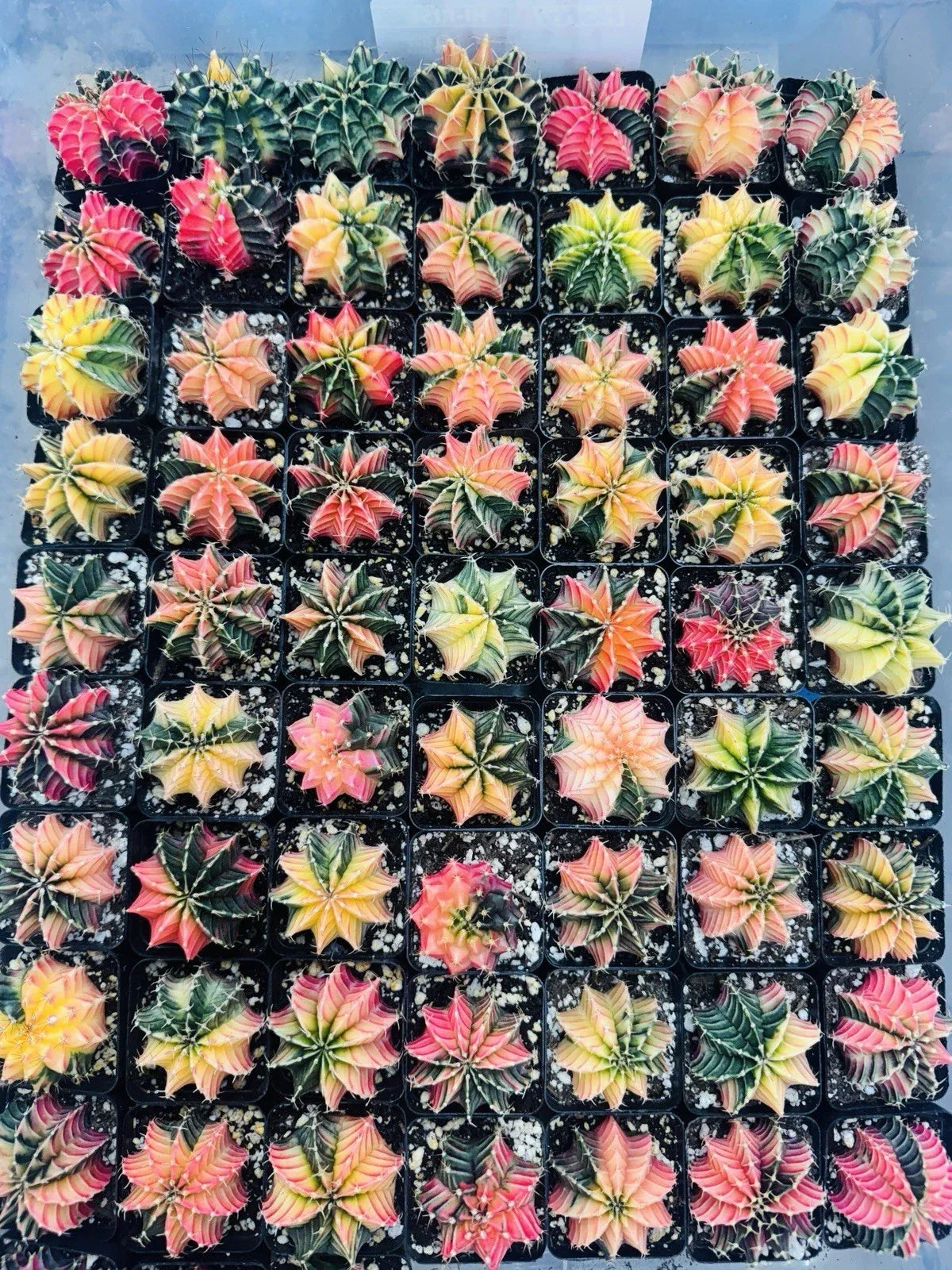 Live Gymnocalycium LB 2178 Hybrid Cactus - Rare Thai Succulent, Easy Care Indoor Plant