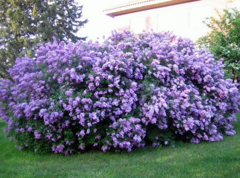 Common Lilac Live Plant in 4" Pot, Syringa vulgaris, Double Blue Fragrant Blooms, Cold Hardy Shrub for Garden or Patio