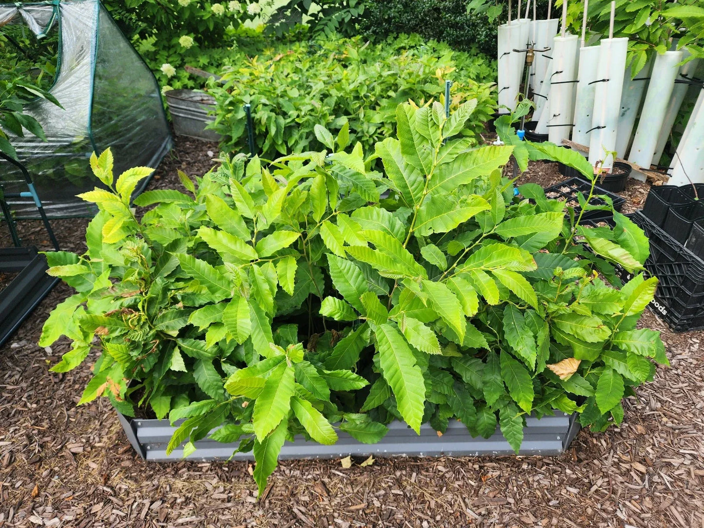 Chestnut Tree Seedlings 1-2 ft American & Hybrid Varieties Castanea dentata & Castanea mollissima