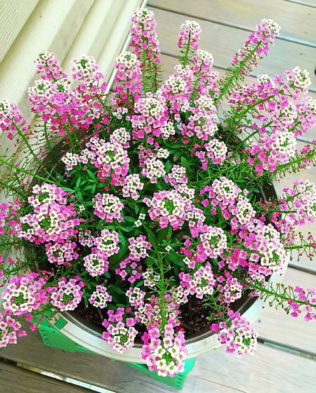 Sweet Alyssum Flower Seeds - Pink Lobularia maritima - 50 Pack for Gardens & Containers