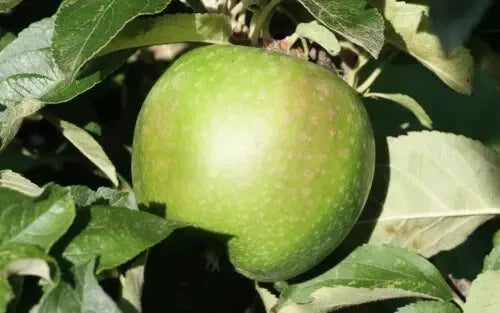 Granny Smith Apple Seeds - 25+ Non-GMO Malus domestica for Home Garden Planting, Tart Crisp Apples, USA Grown
